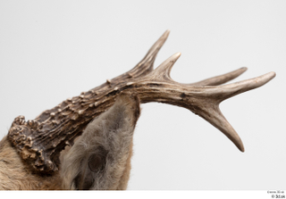 European roe deer antler head 0016.jpg